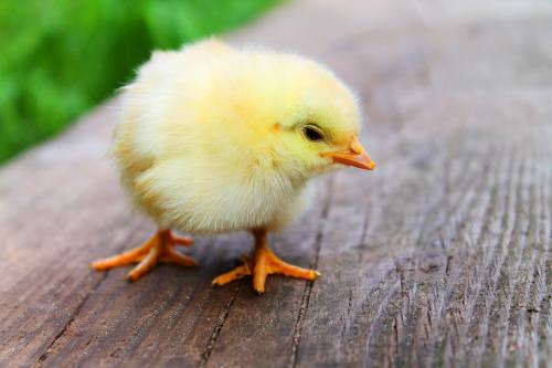 BEBEK